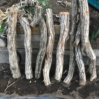 クヌギ伐採木　シイタケホダ木、薪などにご利用ください。