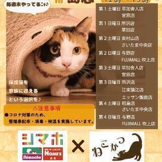 保護猫譲渡会 in 島忠 ＦＵＪＩ ＭＡＬＬ吹上店