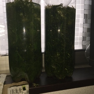 神奈川県の中古アナカリスが無料 格安で買える ジモティー