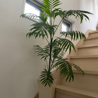 大型觀葉植物 ケンチャヤシ