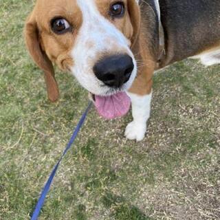 ビー 犬の里親募集 ジモティー