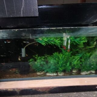 グッピーフルレッド&フルレッドミックス900セット