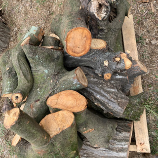 薪樫、楢木原木② (チビ) 高尾山口の家具の中古あげます・譲ります 