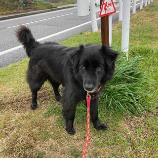 両親が残した犬(推定5才くらい)