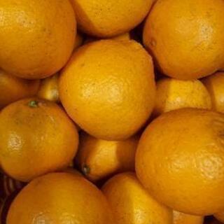 きよみオレンジ【値下げ】1㎏120円