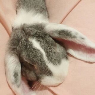 🐰うさぎ とても可愛いロップイヤーラビットです − 大阪府