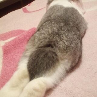 🐰うさぎ とても可愛いロップイヤーラビットです - 里親募集