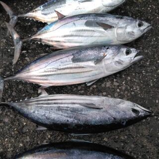 沖釣り（船、手漕ぎボート、係留船など）仲間募集中です − 埼玉県