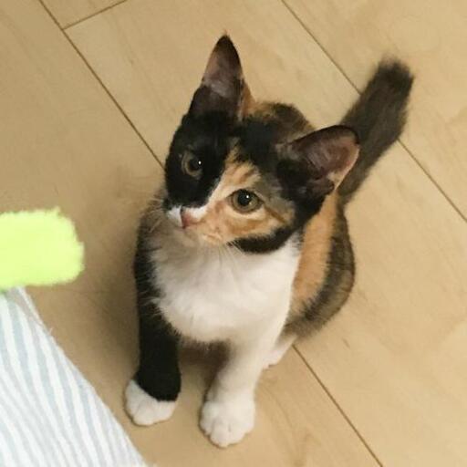 三毛猫子猫 福猫 福生の猫の里親募集 ジモティー