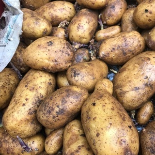 中古種芋が無料 格安で買える ジモティー