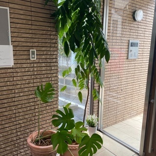 観葉植物あげます(鎌倉)