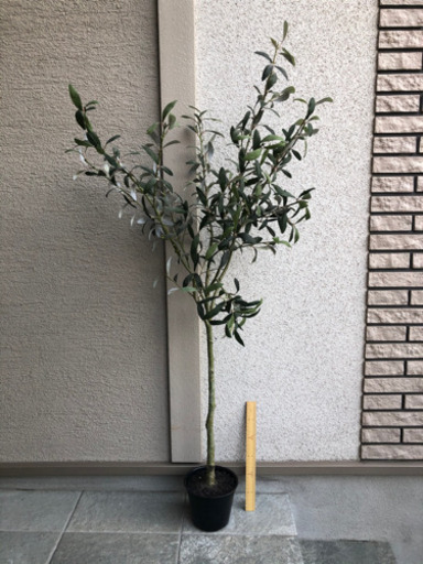 モデルルームで使用　観葉植物　フェイクグリーン