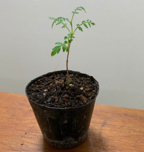 ジャカランダ 観葉植物 植物苗 みんみん 三ツ境の生活雑貨の中古あげます 譲ります ジモティーで不用品の処分 ジャカランダ 観葉植物 植物苗 みんみん 三ツ境の生活雑貨の中古あげます 譲ります ジモティーで不用品の処分
