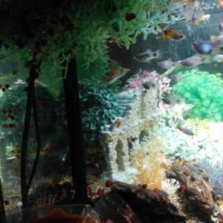 90cm水槽セット＋熱帯魚＋巻き貝