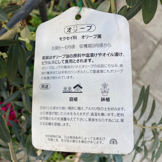 オリーブの木　植栽　3m以上あります