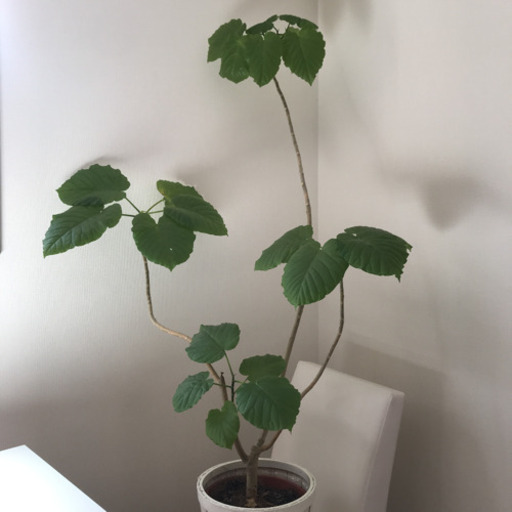 【現品】ウンベラータ　約130cm