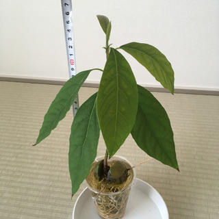 アボカド③ 苗 観葉植物 水耕栽培