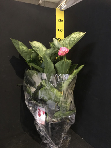 観葉植物　メデニラマグニフィカ