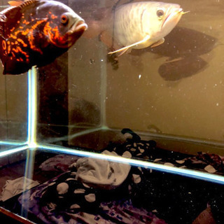 大分県 大分市の中古熱帯魚が無料 格安で買える ジモティー 大分県 大分市の中古熱帯魚が無料 格安で買える ジモティー