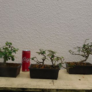 沖縄県の中古盆栽が無料 格安で買える ジモティー