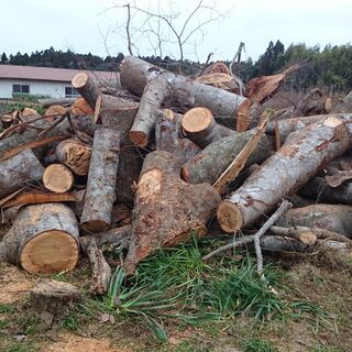伐採木を無料で差し上げます。