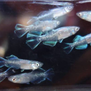 中古ドラゴンブルーメダカが無料 格安で買える ジモティー