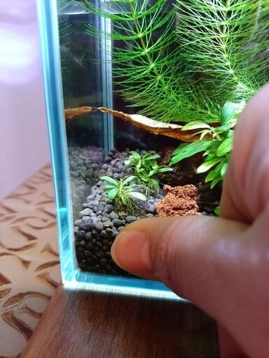 水槽 照明 照明をコーディネートシリンダー ブセ流木ベタ１匹 ヤマトヌマエビ１匹ライト Ri さいたまのその他の中古あげます 譲ります ジモティーで不用品の処分