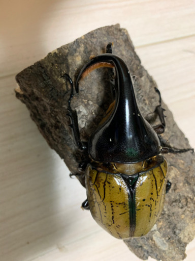 ヘラクレスオオカブト即ブリペア角曲がり こも 緑地公園のその他の中古あげます 譲ります ジモティーで不用品の処分