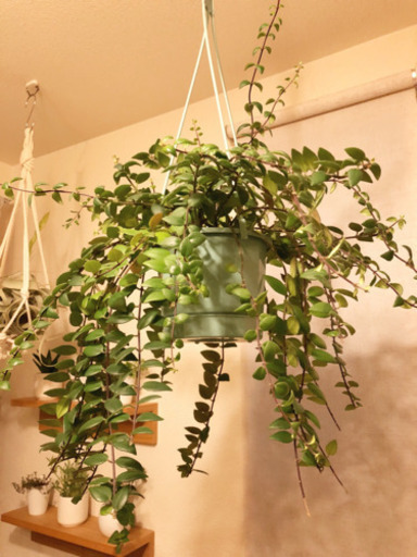 観葉植物　エスキナンサス・ラディカンス　60cm　受け皿一体型4号ハンギングプランター付き