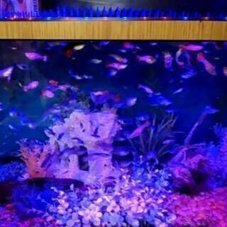 その他 90cm水槽セット＋熱帯魚＋巻き貝