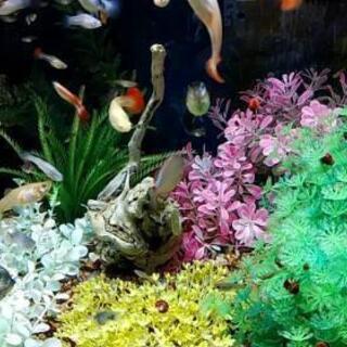 その他 90cm水槽セット＋熱帯魚＋巻き貝