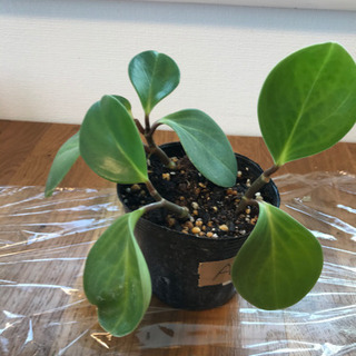 中古ペペロミアが無料 格安で買える ジモティー