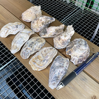 【メダカ・金魚・熱帯魚】牡蠣殻20枚
