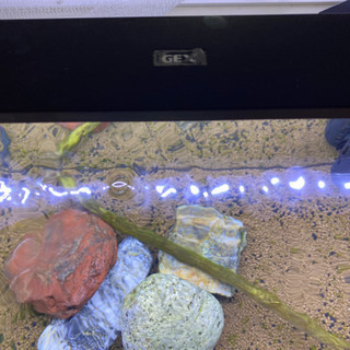 60L 水槽　GEX  13000