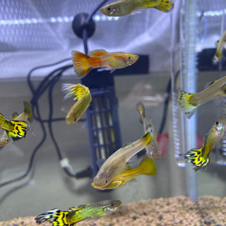 60L 水槽　GEX  13000