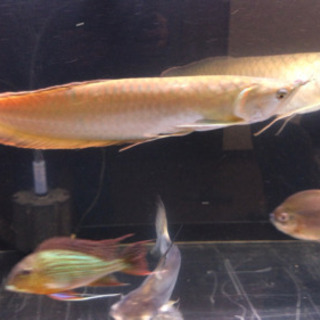 激安値下げ❗️早い者勝ち❗️シルバーアロワナ 熱帯魚 古代魚