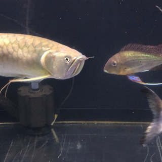 【高品質】 激安値下げ❗️早い者勝ち❗️シルバーアロワナ 熱帯魚 古代魚 その他