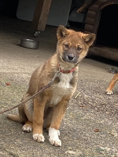 狩猟犬の子犬 たま 大田のその他の里親募集 ジモティー