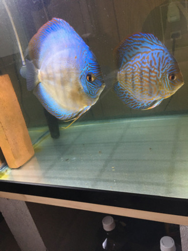 熱帯魚売ります。値引きしました。ディスカス2匹売ります。1匹は、10回産卵確認済。大きめ　値段交渉可