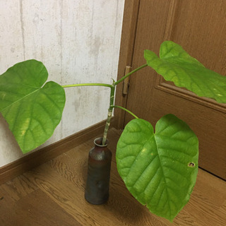 【ネット決済】観葉植物　ウンベラータ