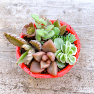 期間限定価格 多肉植物 ミニ寄せ植え A みんみん 三ツ境の生活雑貨の中古あげます 譲ります ジモティーで不用品の処分