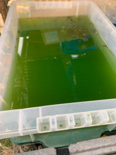 メダカの稚魚飼育水ミジンコ培養青水500ml2本1000円 井上 東花輪のその他の中古あげます 譲ります ジモティーで不用品の処分 メダカの稚魚飼育水ミジンコ培養青水500ml2本1000円 井上 東花輪のその他の中古あげます 譲ります ジモティーで不用品の処分