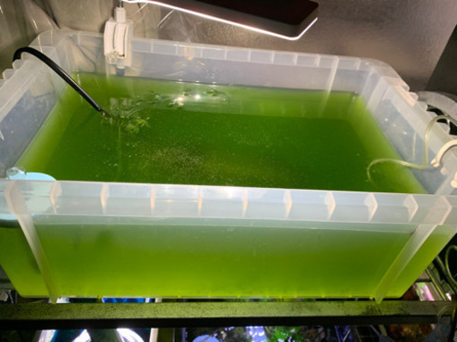 メダカの稚魚飼育水ミジンコ培養青水500ml2本1000円 井上 東花輪のその他の中古あげます 譲ります ジモティーで不用品の処分