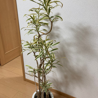 【ネット決済】観葉植物　最終価格