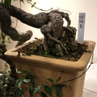 盆栽】縮緬葛(ちりめんかずら)・半懸崖