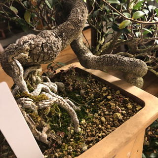 盆栽】縮緬葛(ちりめんかずら)・半懸崖