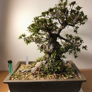【盆栽】さつき・華宝(かほう)