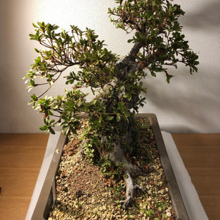 【盆栽】さつき・華宝(かほう)