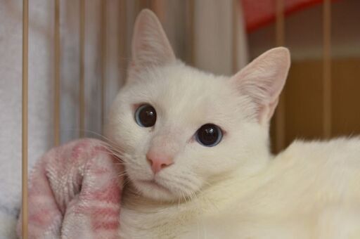 会社帰りに保護猫たちに会える 17時 時 野崎参道商店街 ほんわかスタジオ 大東市北条1丁目4 18保護ねこの譲渡会 ふれあい会 ももくり 野崎のその他のイベント参加者募集 無料掲載の掲示板 ジモティー 会社帰りに保護猫たちに会える 17時 時 野崎参道商店街 ほんわかスタジオ 大東市北条1丁目4 18保護ねこの譲渡会 ふれあい会 ももくり 野崎のその他のイベント参加者募集 無料掲載の掲示板 ジモティー