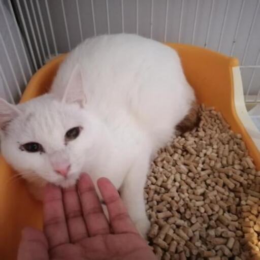 多頭飼育崩壊レスキューにゃんこ 奈緒 橋本の猫の里親募集 ジモティー